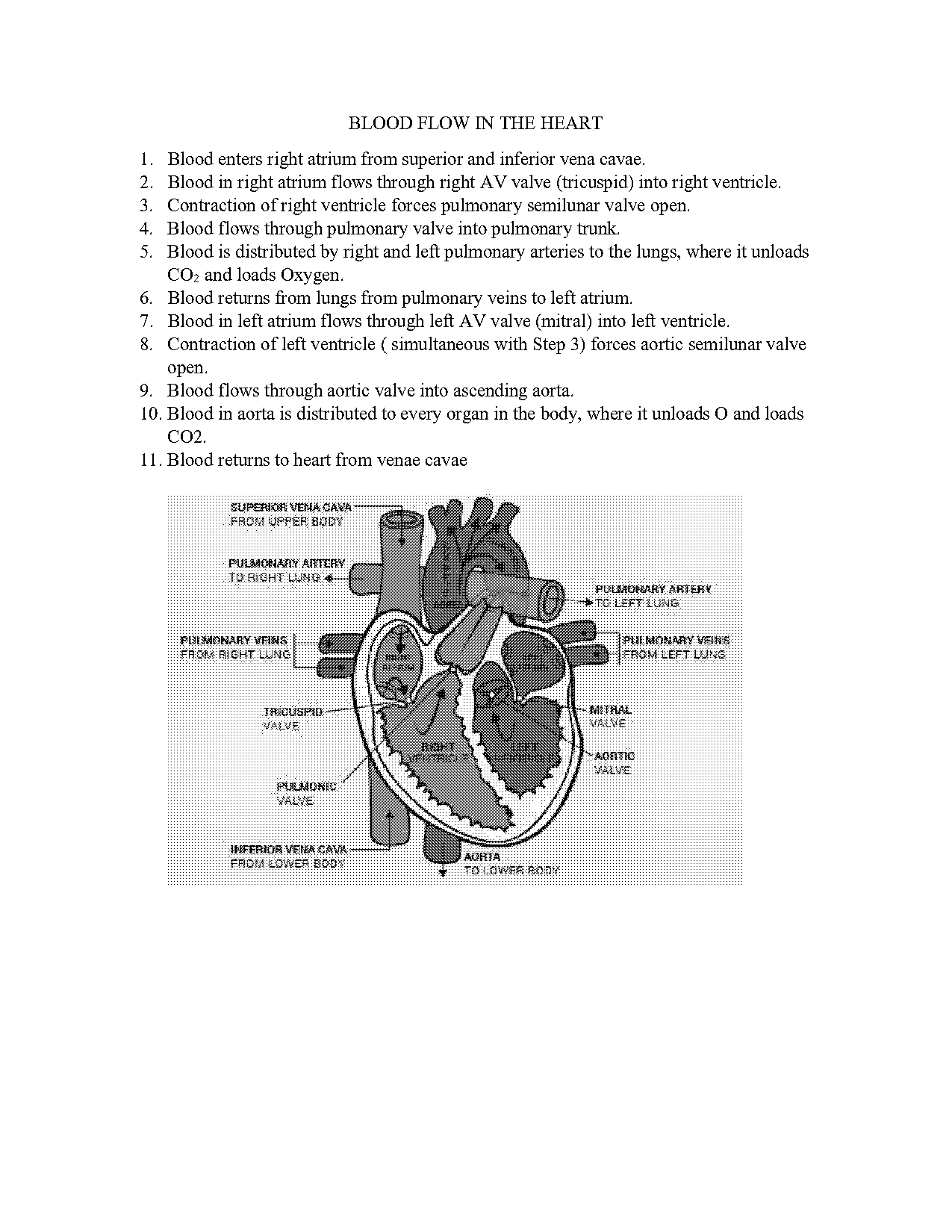 worksheet diagram of circulatory system