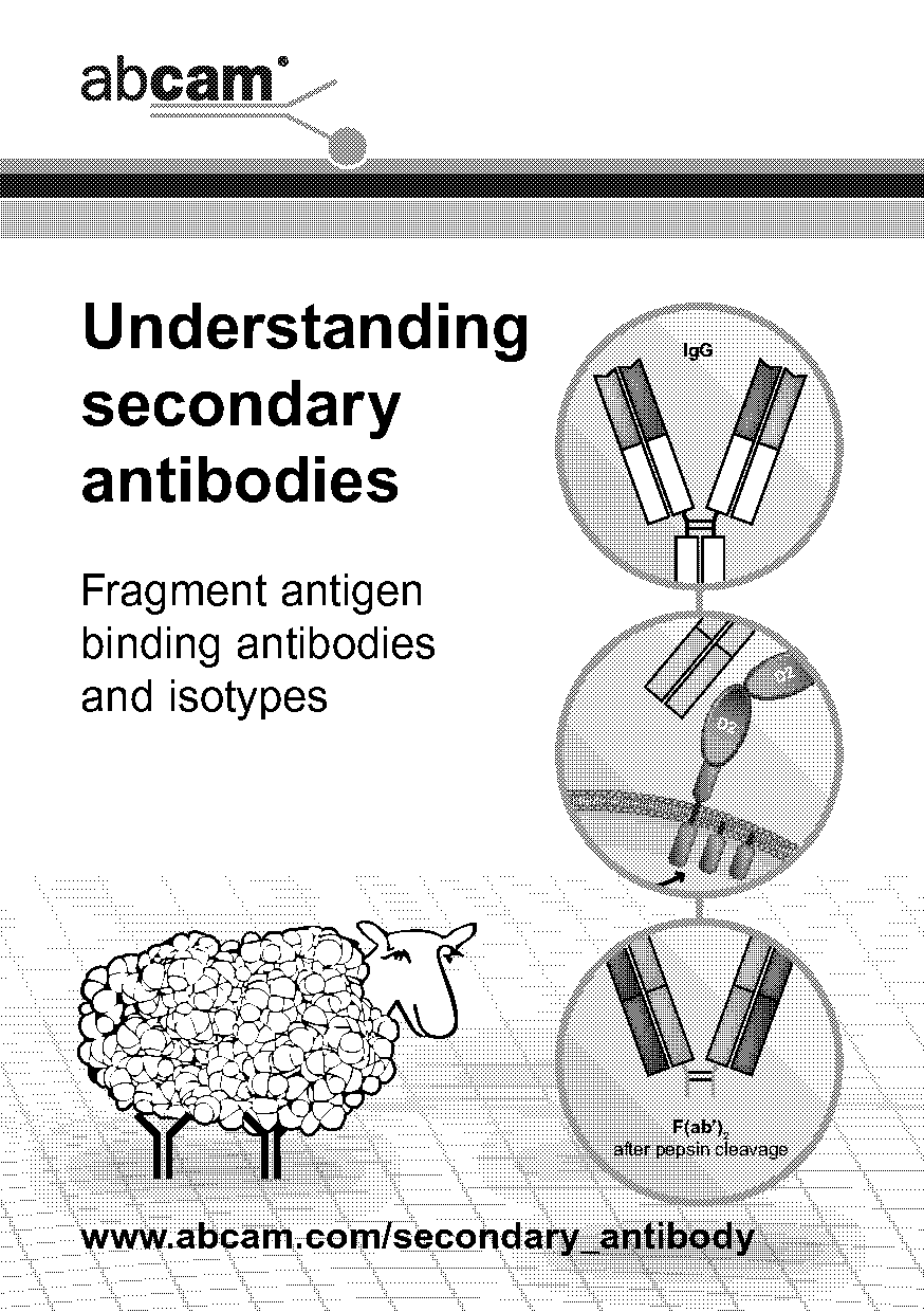 abcam indirect flow cytometry protocol