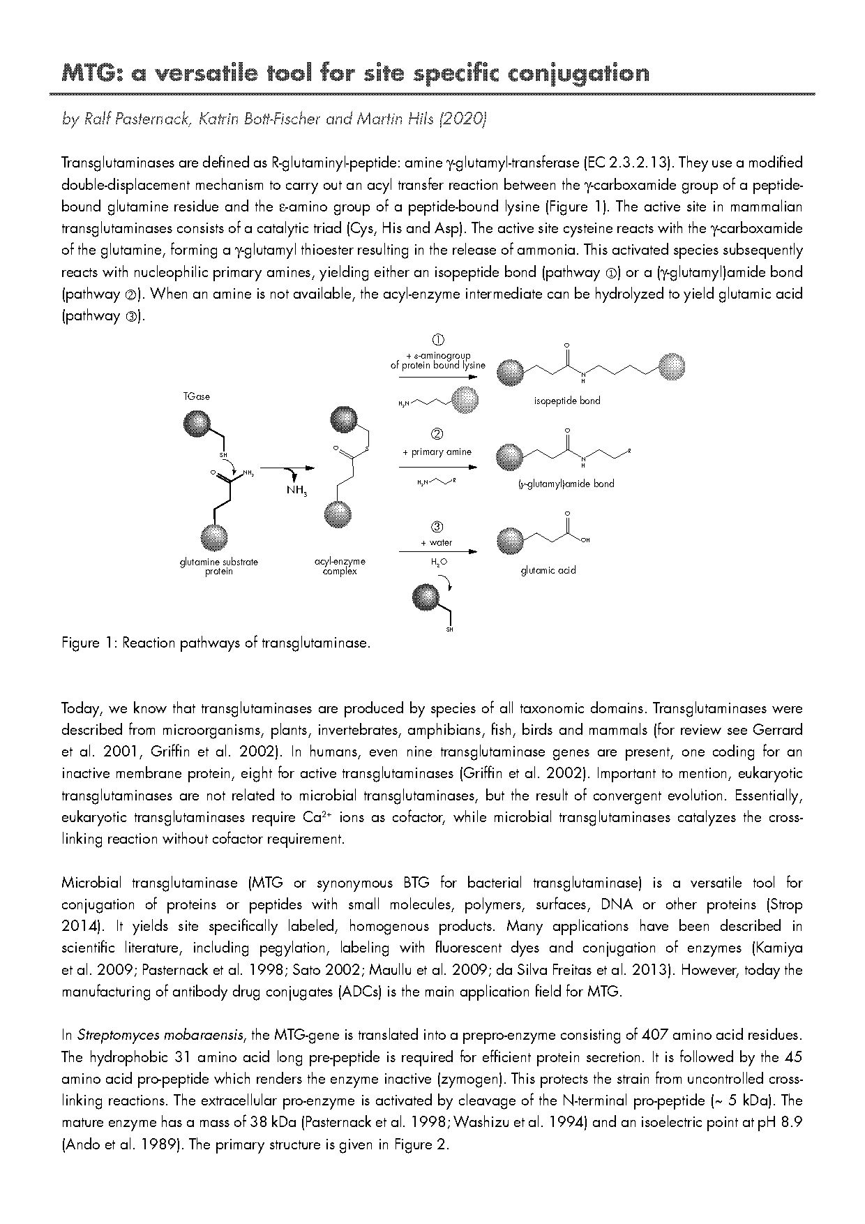 enzymatic antibody modification by bacterial transglutaminase