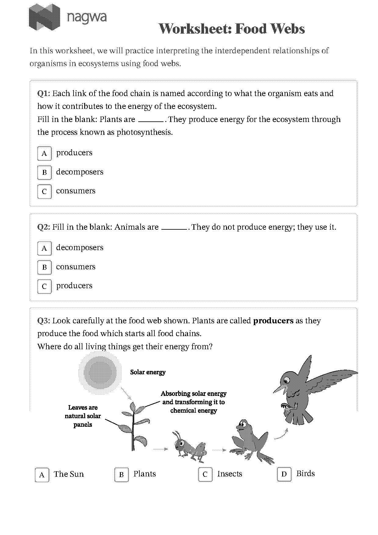 plant diagram fill in the blank